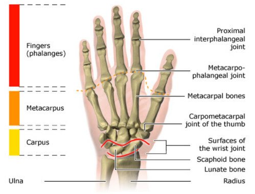 hand bones anatomy carpals metacarpals