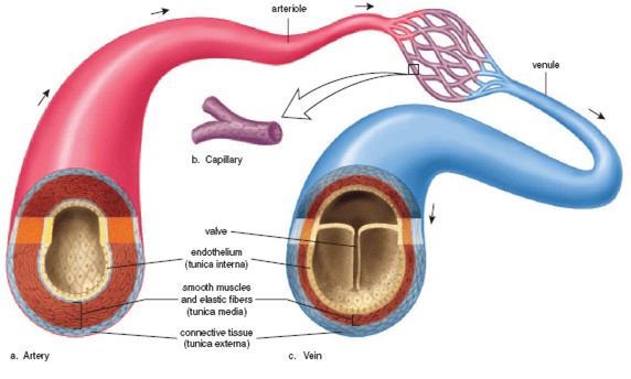 artery vs vein vs capillary