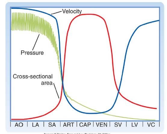 blood vessel relationship between pressure, velocity, and cross-sectional area