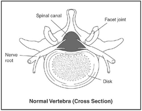 see a cross section view of a normal vertebra.picture
