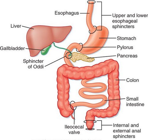 An anatomical representation of the gastrointestinal tract.image