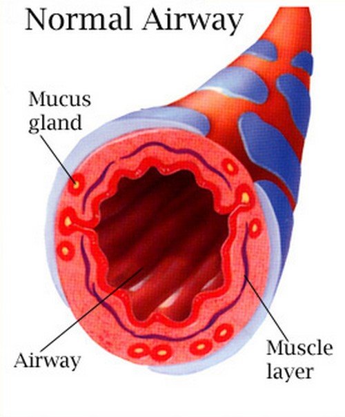 A clinical presentation of a health airway.picture