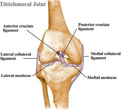 A closer look at the tibiofemoral joint.image
