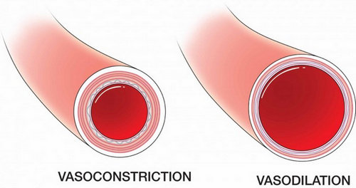 A comparison image of a constricted blood vessels and dilated blood vessels.photo