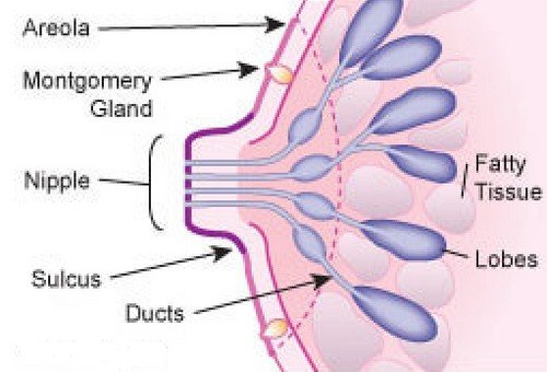 A simplified anatomy of the breast.photo