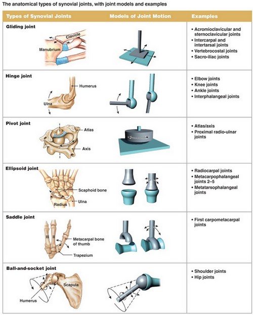 A table presentation of the different types of synovial joints in the human body.image