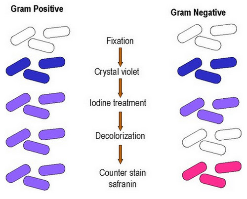 A gram staining procedure outlining the color of the organism in various phases of the procedure.photo