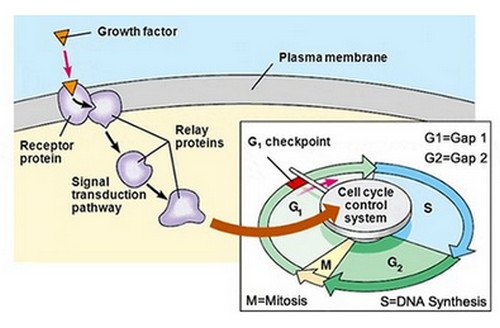 A pathophysiologic presentation of growth factors.image