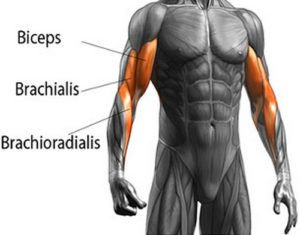 Brachioradialis Pain And Treatment Updated In