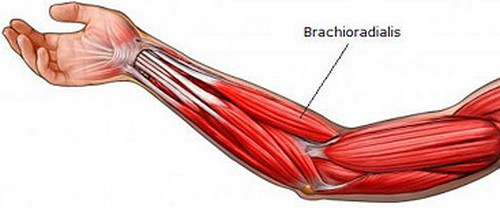 The brachioradialis muscle situated in the forearm.photo