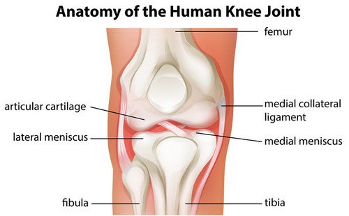 Anatomy of the knee joints pictures