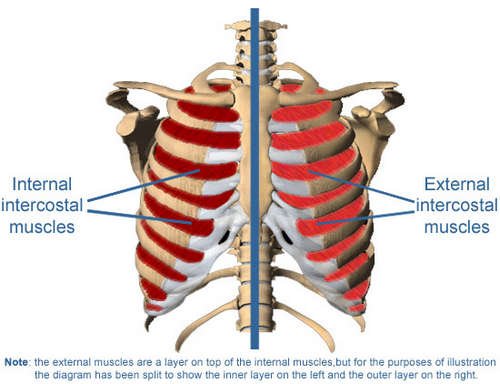 An anatomy of the intercostal muscles, the muscles found in between the ribs image photo picture