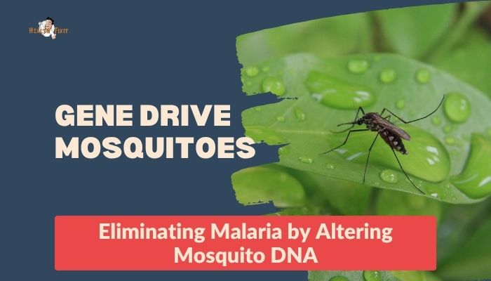 Gene Drive Mosquitoes- Gene Drive Mosquitoes- Eliminating Malaria by Altering Mosquito DNA
