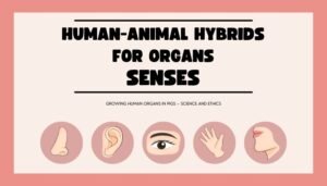 Human-Animal Hybrids for Organs: Growing Human Organs in Pigs – Science and Ethics