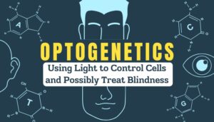 Optogenetics- Using Light to Control Cells and Possibly Treat Blindness