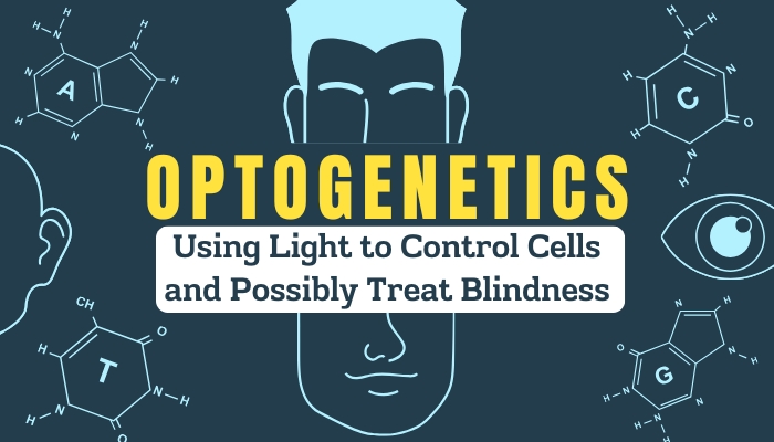 Optogenetics- Using Light to Control Cells and Possibly Treat Blindness