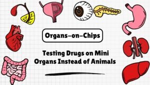 Organs-on-Chips- Testing Drugs on Mini Organs Instead of Animals