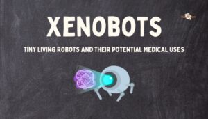 Xenobots- Tiny Living Robots and Their Potential Medical Uses