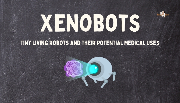 Xenobots- Tiny Living Robots and Their Potential Medical Uses